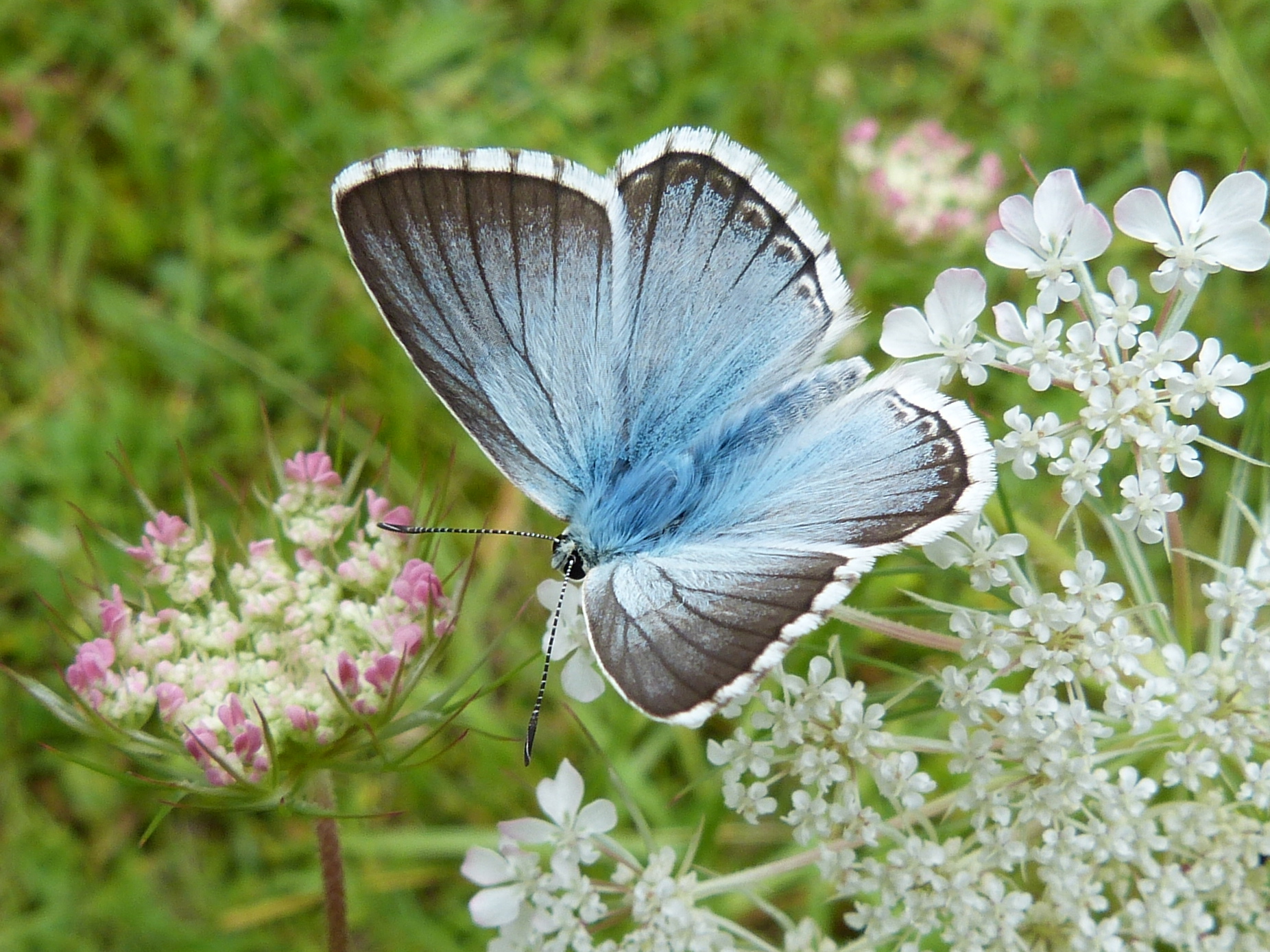 Insektenschutz Tipps für ein Insektenfreundliches Günztal.