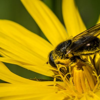 ZICKZACK-FLUGAuf den ersten Blick sehen Schwebfliegen den Bienen zum Verwechseln ähnlich. Kein Wunder, schließlich sind sie auch fleißige Bestäuber und oft an Blüten zu beobachten. Wer genau hinschaut, bemerkt, dass sie anders fliegen - sie fliegen entweder im Zickzack oder stehen wie ein Kolibri in der Luft.  Foto: Manfred Gürtler