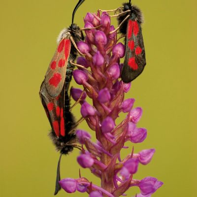 Blüten werden gerne auch zur Partnersuche genutzt. Diese Beilfleck-Rotwidderchen Zygaena loti haben sich auf einer heimischen Orchidee gefunden. Sie paaren sich auf dem großen Mücken-Händelwurz Gymnadenia conopsea.
