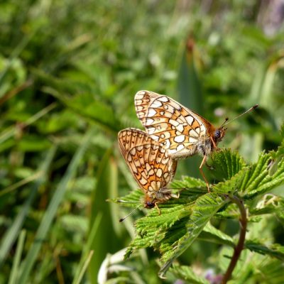 Auf den Feuchtwiesen bei Ronsberg haben wir diese beiden Randring-Perlmuttfalter Boloria eunomia gesichtet. Dieser Schmetterling liebt brachliegende Feuchthabitate wo er wichtige Wirtspflanzen findet.