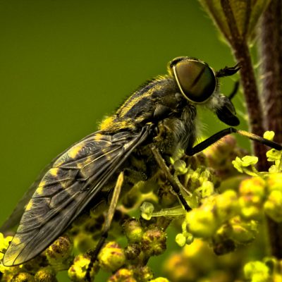 Auf den ersten Blick sehen Schwebfliegen den Bienen zum Verwechseln ähnlich. Kein Wunder, schließlich sind sie auch fleißige Bestäuber und oft an Blüten zu beobachten. Wer genau hinschaut, bemerkt, dass sie anders fliegen - sie fliegen entweder im Zickzack oder stehen wie ein Kolibri in der Luft.